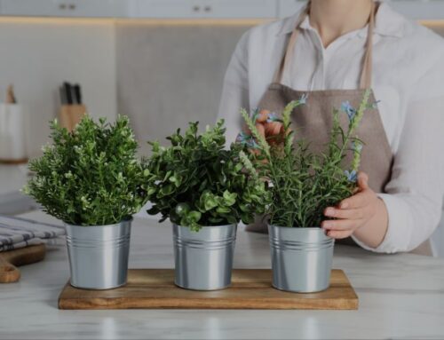 Create Your Dream Kitchen with an Indoor Herb Garden